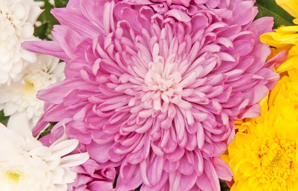 Chrysantheme — Stockfoto