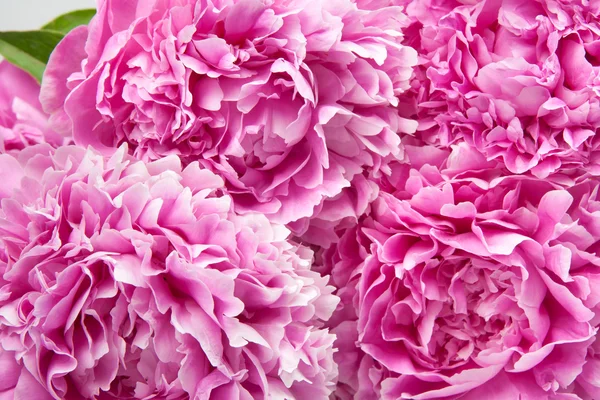 Peonies — Stock Photo, Image