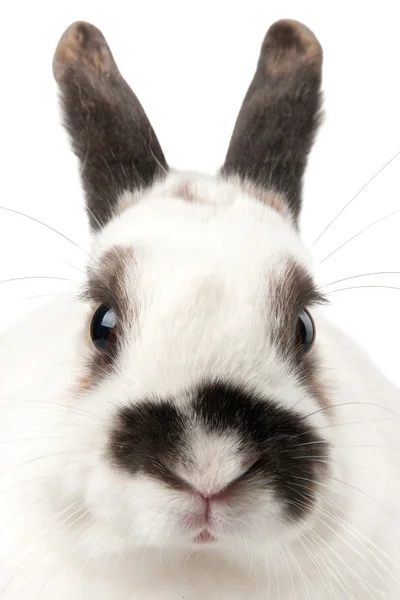 Rabbit — Stock Photo, Image