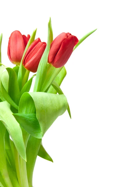 Tulpen — Stockfoto