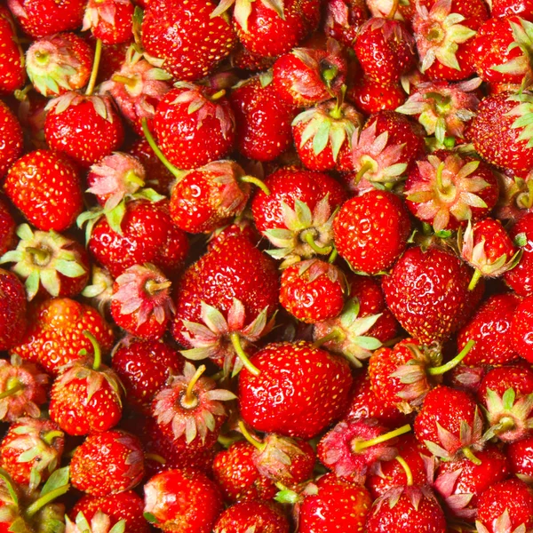 Frutilla — Foto de Stock