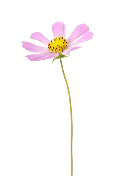 Flower cosmos — Stock Photo, Image