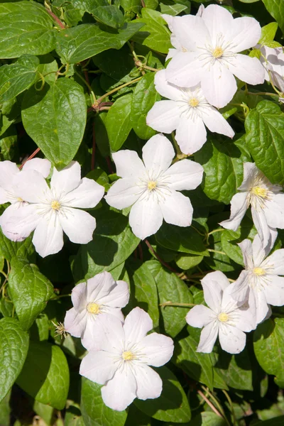 Clematis — Stock Photo, Image