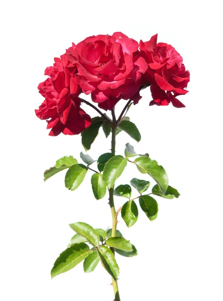 Rosa rossa — Foto Stock