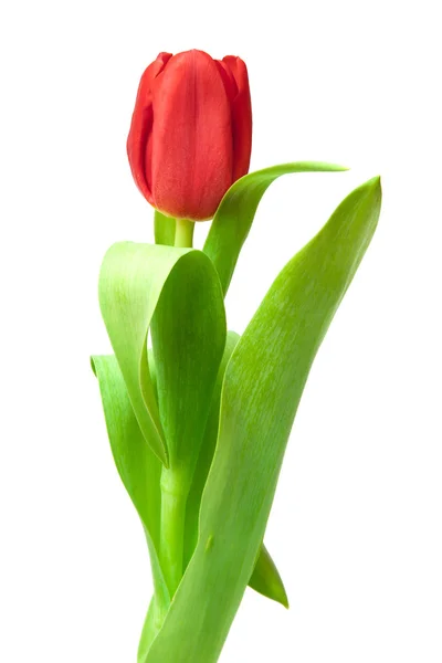 Red tulip — Stock Photo, Image