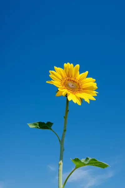 Zonnebloem — Stockfoto