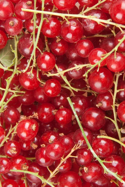 Redcurrant — Stock Photo, Image