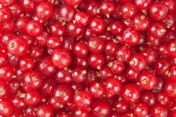 Redcurrant — Stock Photo, Image