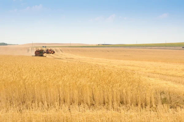 Récolteuse de grain combiner dans le champ — Photo