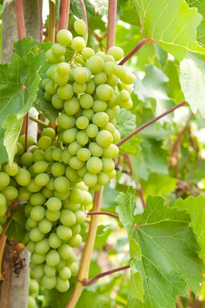 Grapevine — Stock Photo, Image