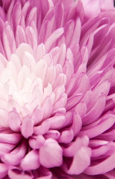 Chrysantheme — Stockfoto