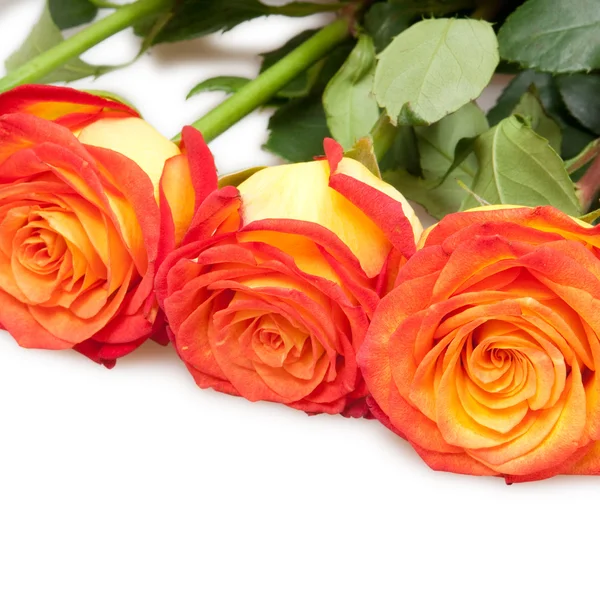 Roses — Stock Photo, Image