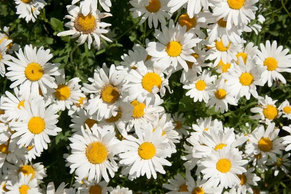 Camomile — Stock Photo, Image