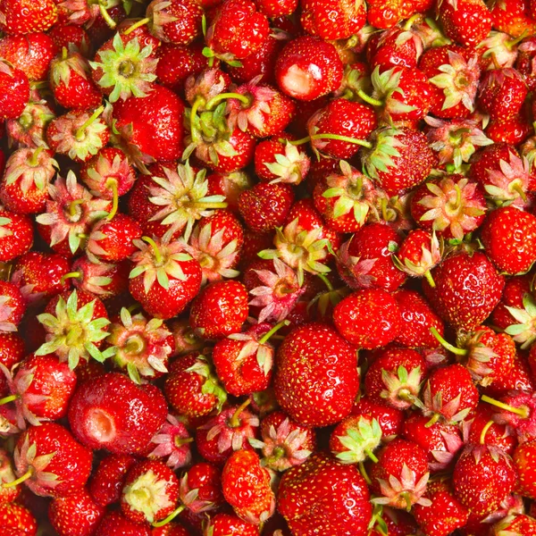 Aardbeien — Stockfoto