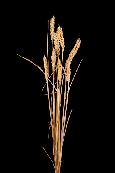 Wheat — Stock Photo, Image