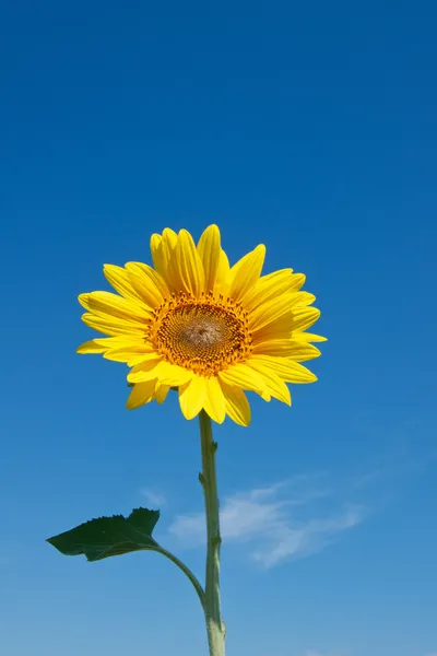 Zonnebloem — Stockfoto