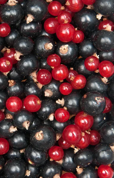 Redcurrant and blackcurrant — Stock Photo, Image