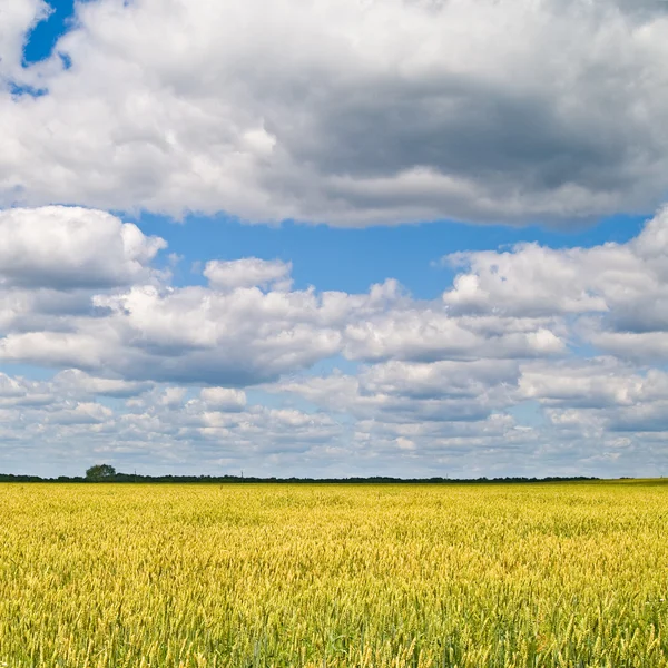 Paisagem — Fotografia de Stock