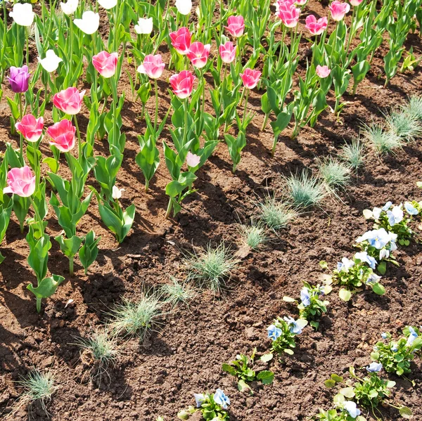 Tulips — Stock Photo, Image