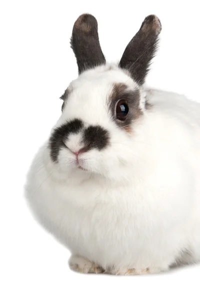 Rabbit — Stock Photo, Image