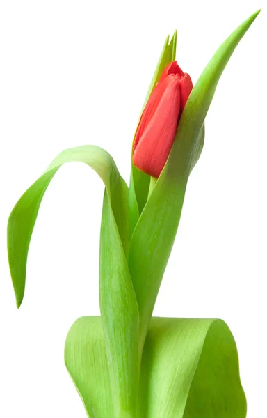 Red tulip — Stock Photo, Image