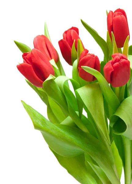 Tulips — Stock Photo, Image