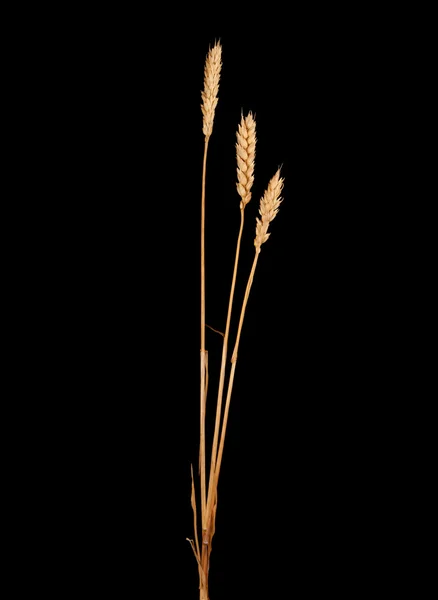 Wheat — Stock Photo, Image