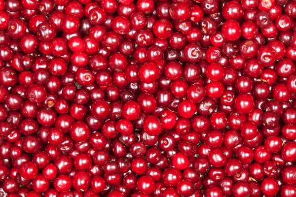 Cereza roja — Foto de Stock