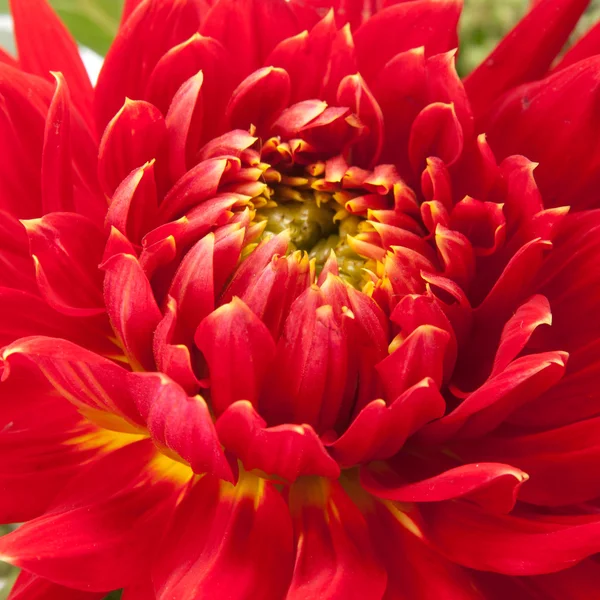 Rode dahlia — Stockfoto