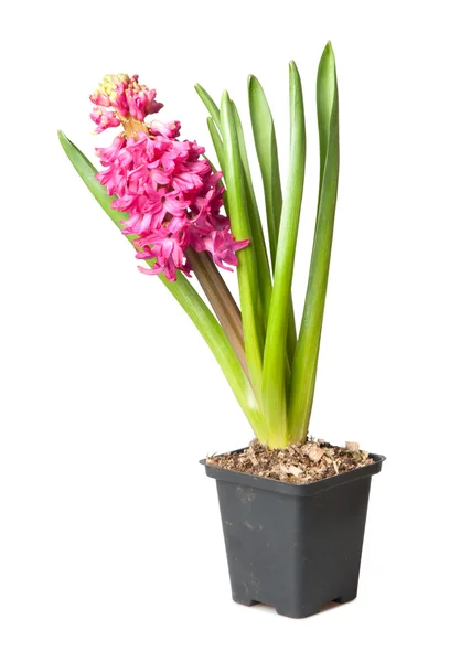 Hyacinth — Stock Photo, Image