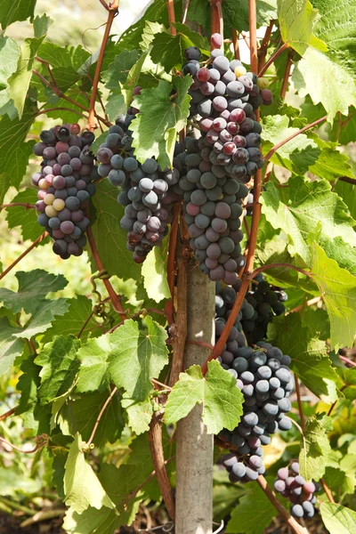 Uvas — Foto de Stock