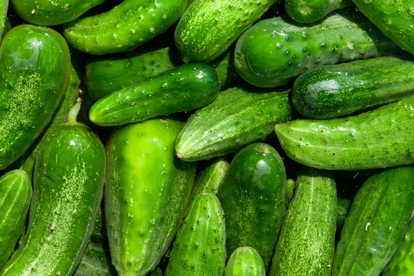 Cucumbers — Stock Photo, Image