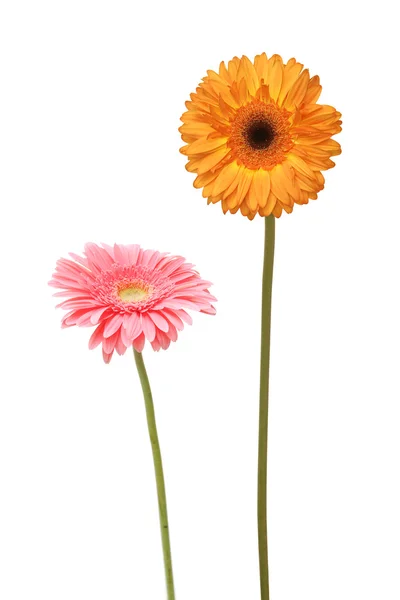 Twee daisy — Stockfoto