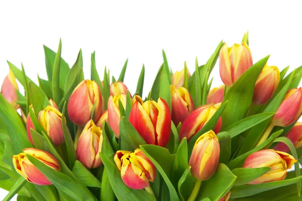 Tulips — Stock Photo, Image