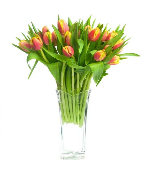 Tulpen — Stockfoto