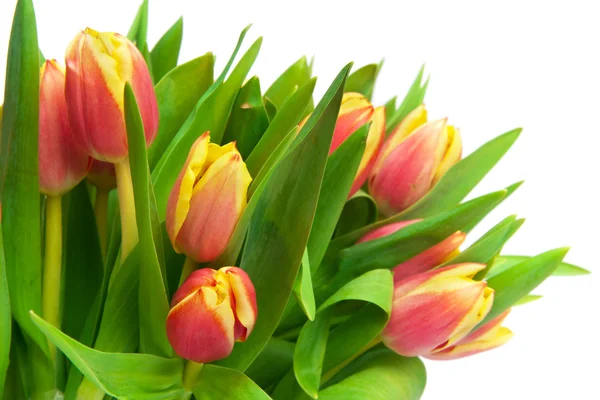 Tulips — Stock Photo, Image