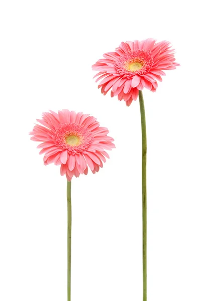 Twee daisy — Stockfoto