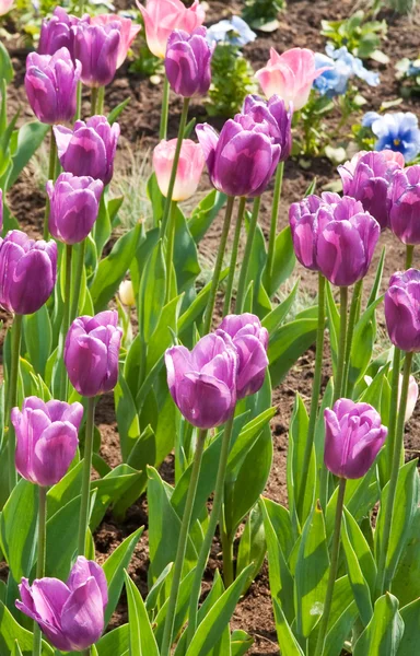 Tulips — Stock Photo, Image