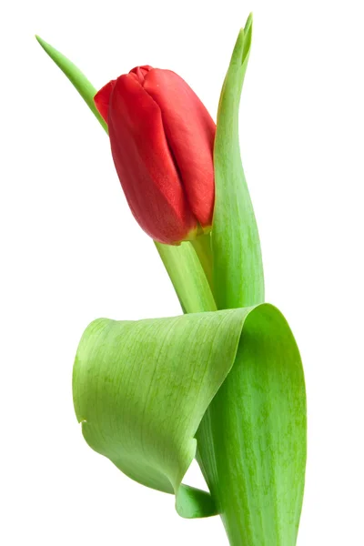 Tulipano rosso — Foto Stock