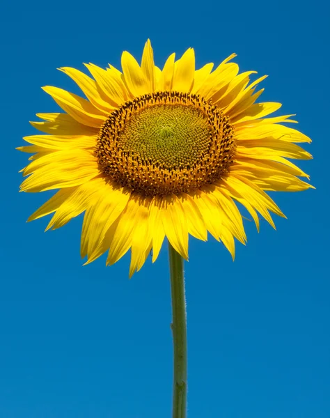 Girasole — Foto Stock