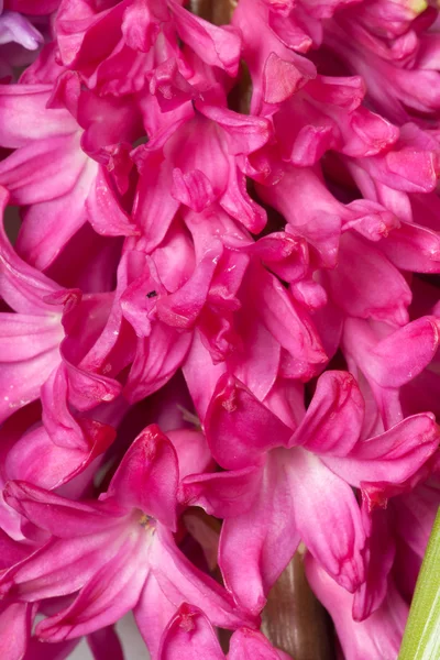 Hyacinth — Stock Photo, Image