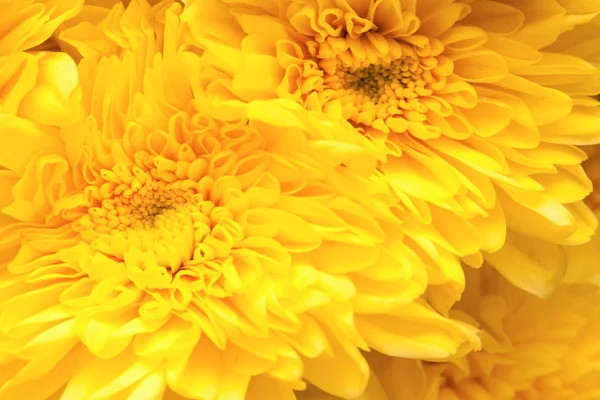 Chrysanthemum — Stock Photo, Image