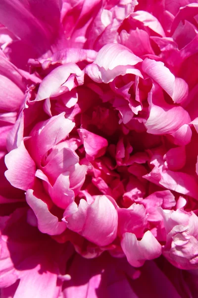 Peony — Stockfoto