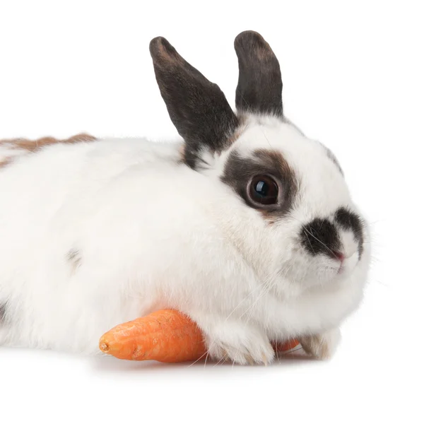 Rabbit — Stock Photo, Image