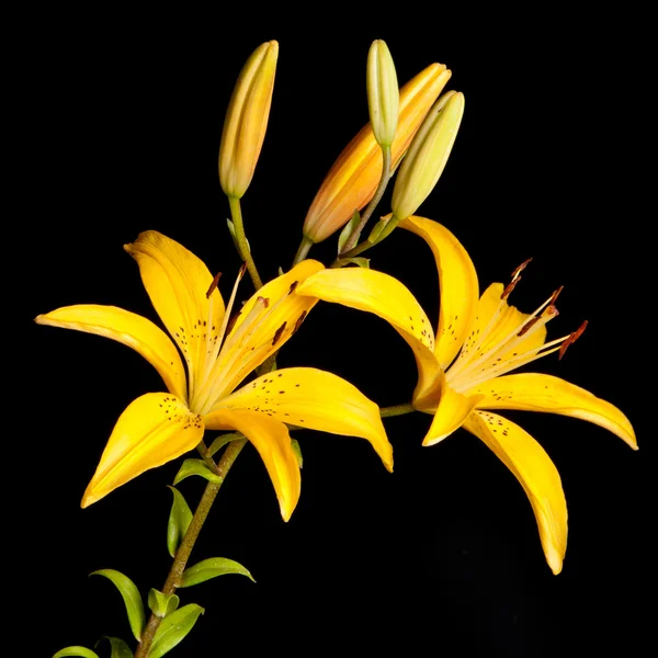 Lily — Stockfoto