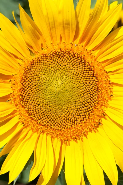 Sonnenblume — Stockfoto