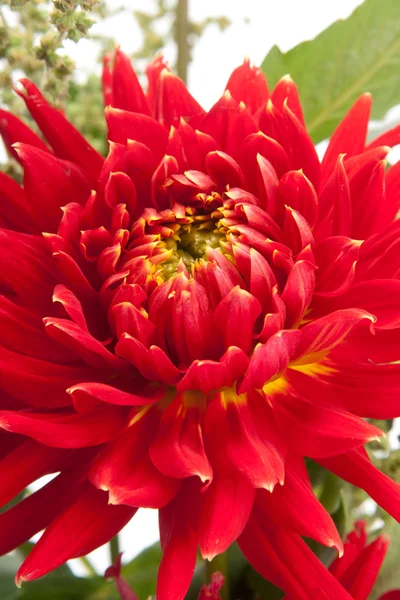 Kırmızı yıldız çiçeği — Stok fotoğraf