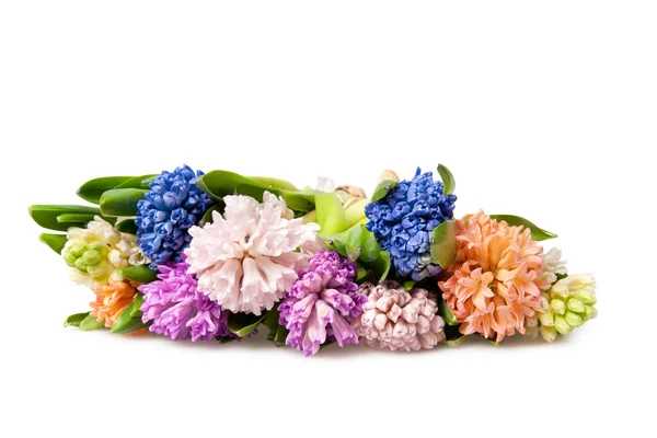 Hyacinth — Stock Photo, Image