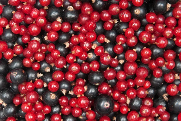 Redcurrant and blackcurrant — Stock Photo, Image