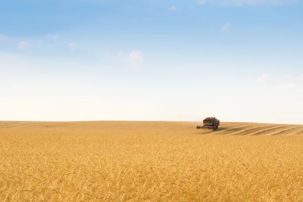 Récolteuse de grain combiner dans le champ — Photo